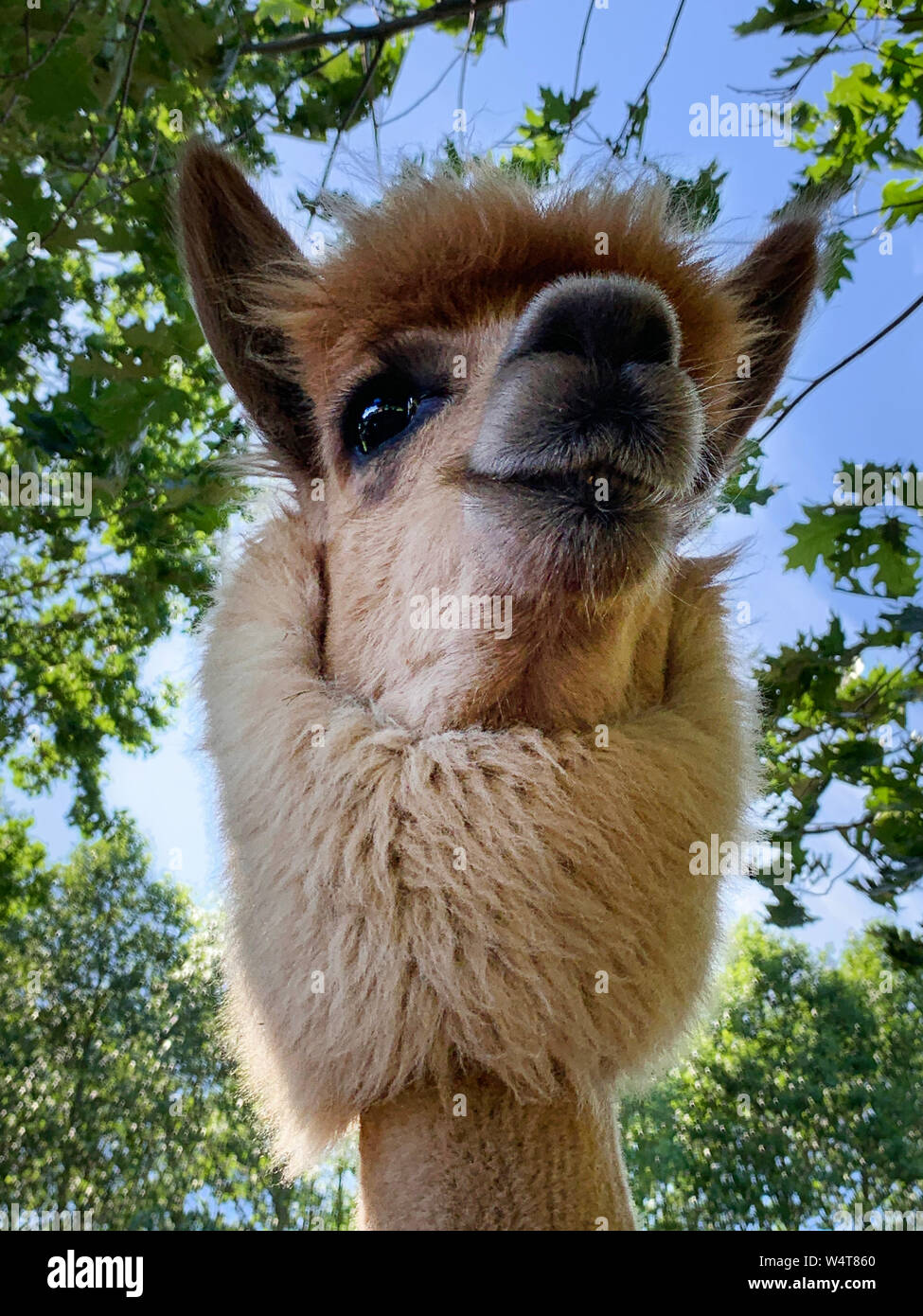 Portrait d'un alpaga dans une ferme, la Lituanie Banque D'Images