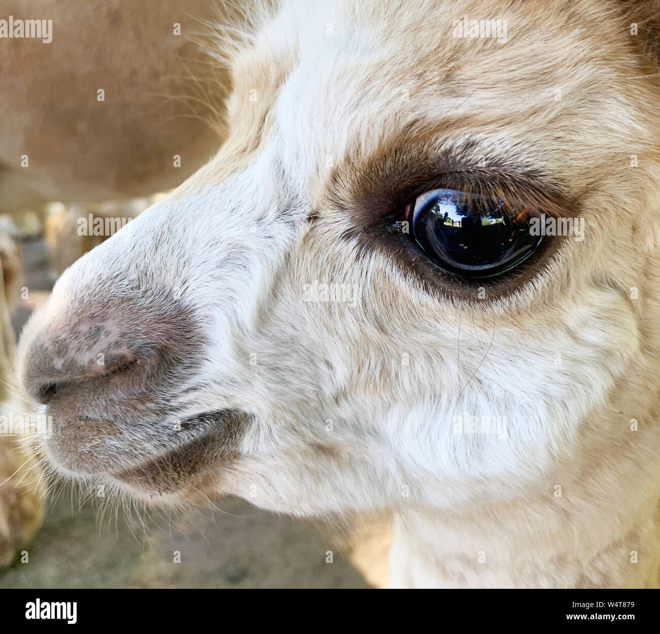 Portrait en gros plan d'un alpaga dans une ferme, la Lituanie Banque D'Images