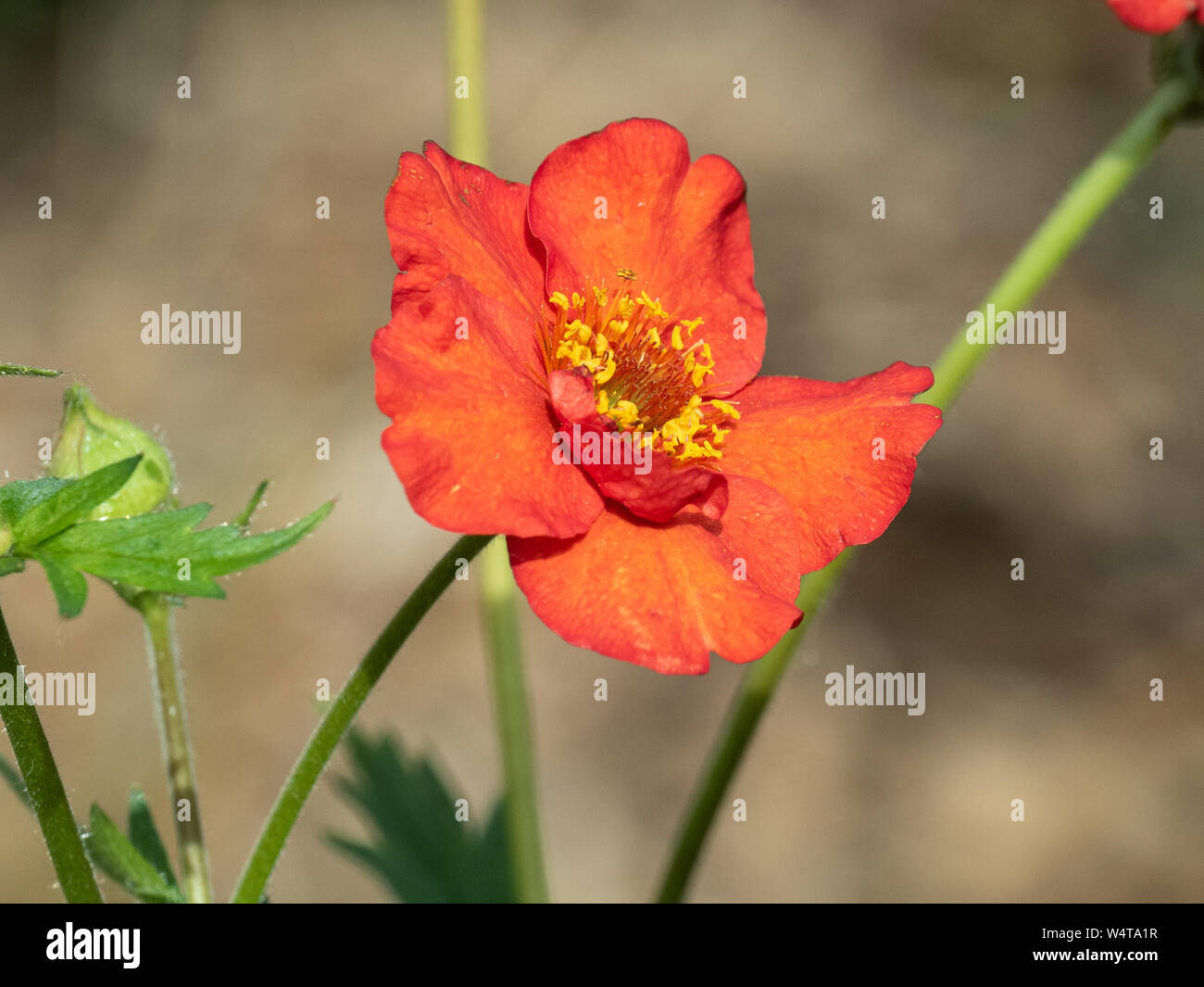 Une seule fleur de la double semi Geum Mme Bradshaw Banque D'Images