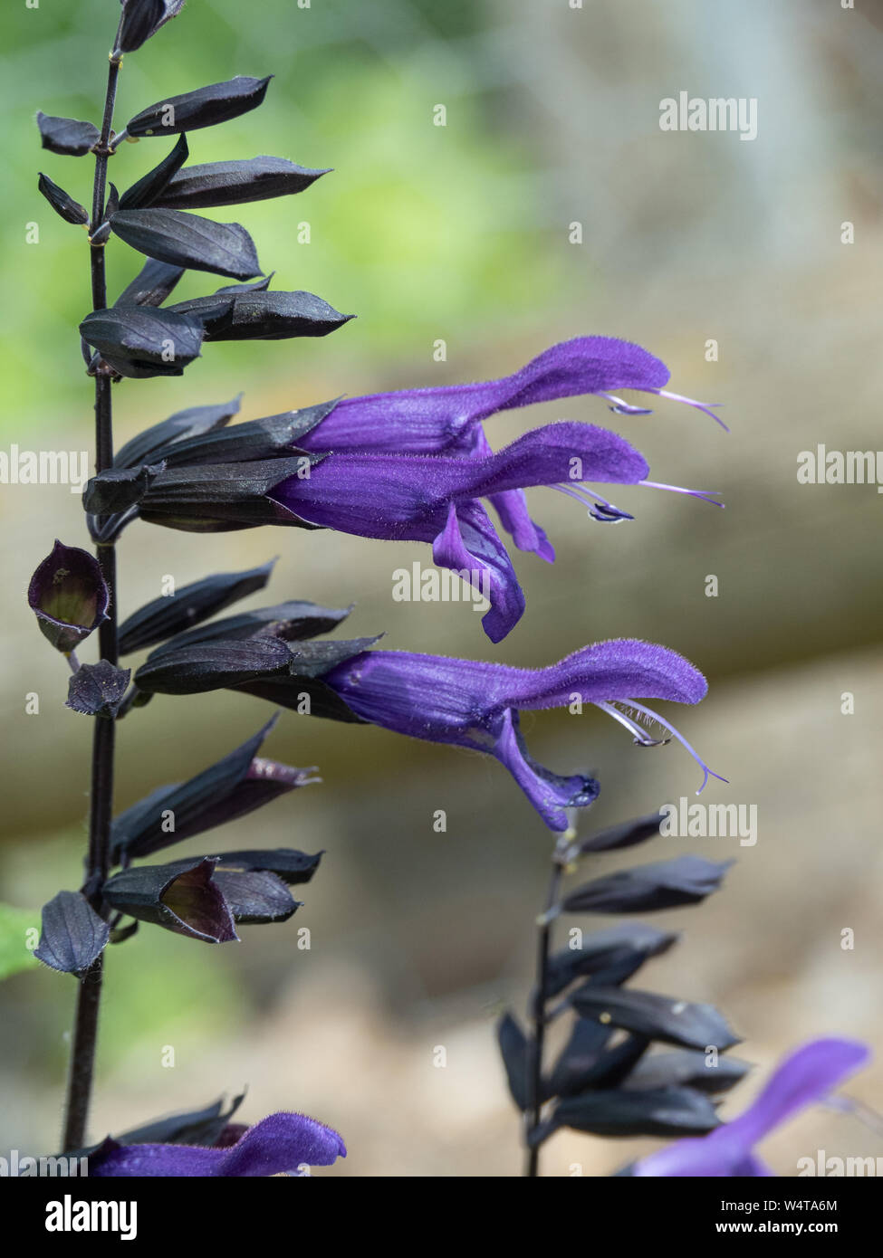Un gros plan de 2 deep purple fleurs de sauge Amistad Banque D'Images