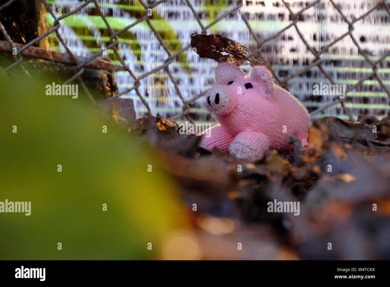 Close up de cochon rose en laine sur feuille tombante avec filet de séparation et d'arrière-plan avant-plan flou de lumière au coucher du soleil Banque D'Images