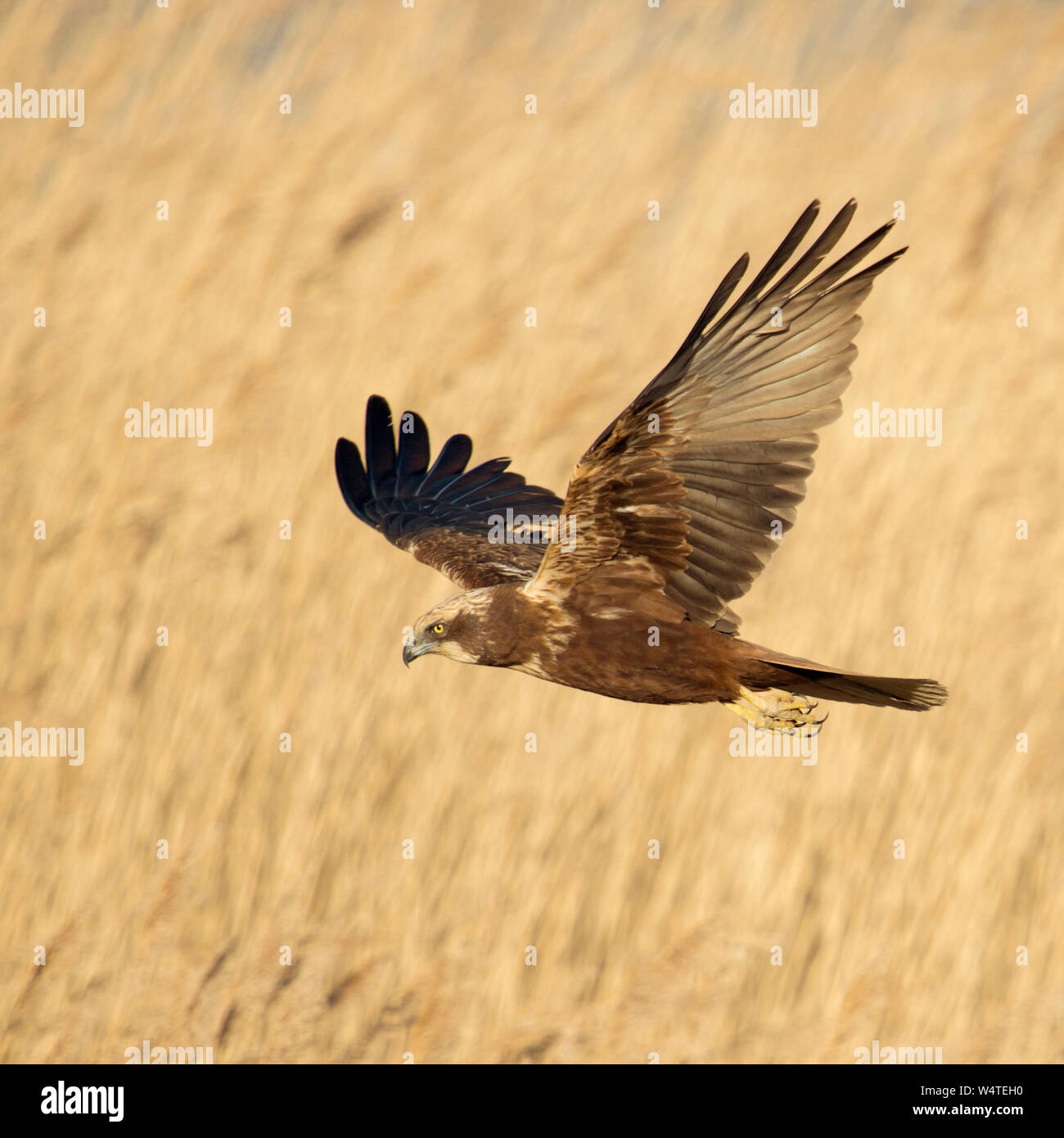 Western Marsh Harrier Rohrweihe / ( Circus aeruginosus ) en vol, à la recherche de proies, survolant golden reed, Pays-Bas, l'Europe. Banque D'Images