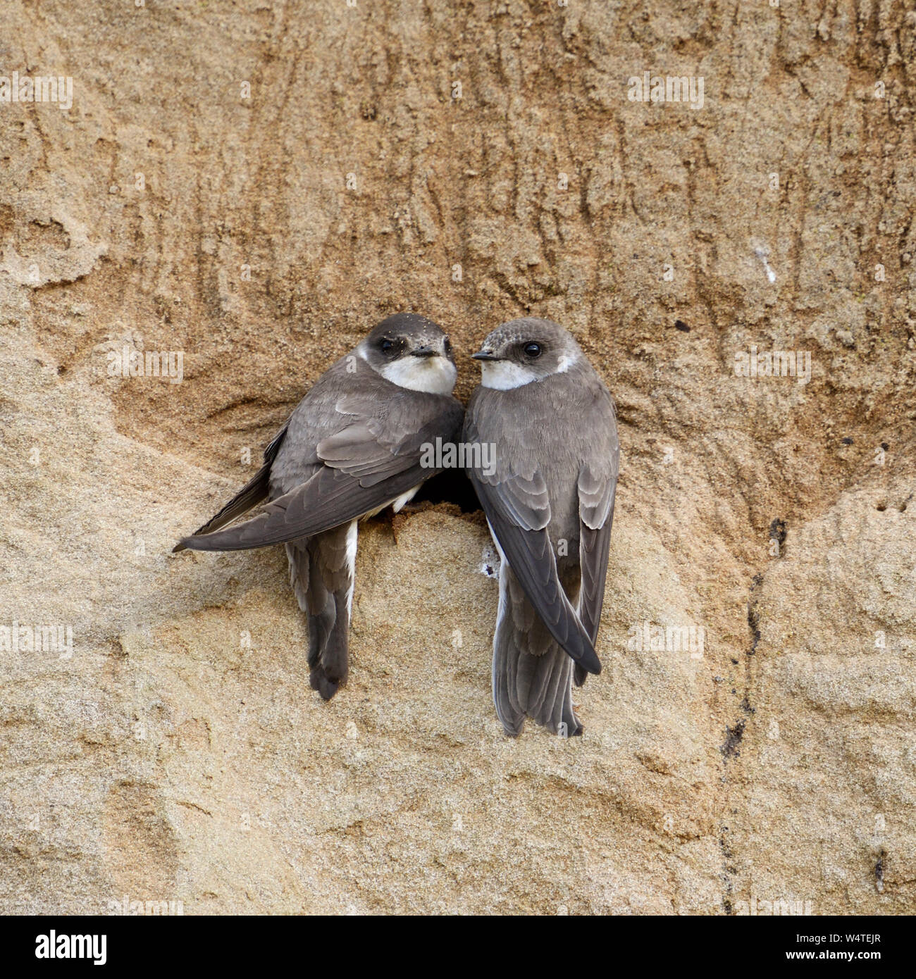 Sand Martin / Hirondelle / Uferschwalbe (Riparia riparia), paire, perché autour de leur nid dans une rivière, regarder, de la faune, de l'Europe. Banque D'Images