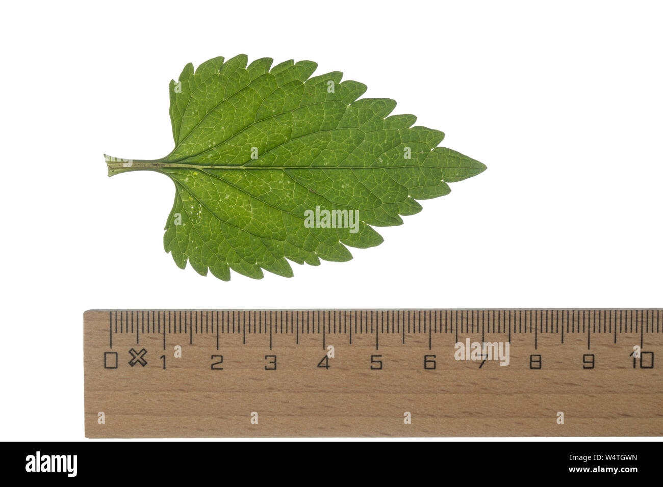 Weiße Taubnessel, Weisse Taubnessel, Lamium album, ortie blanche, blanc-morts de l'ortie, white deadnettle. Blatt, Blätter, feuille, feuilles Banque D'Images