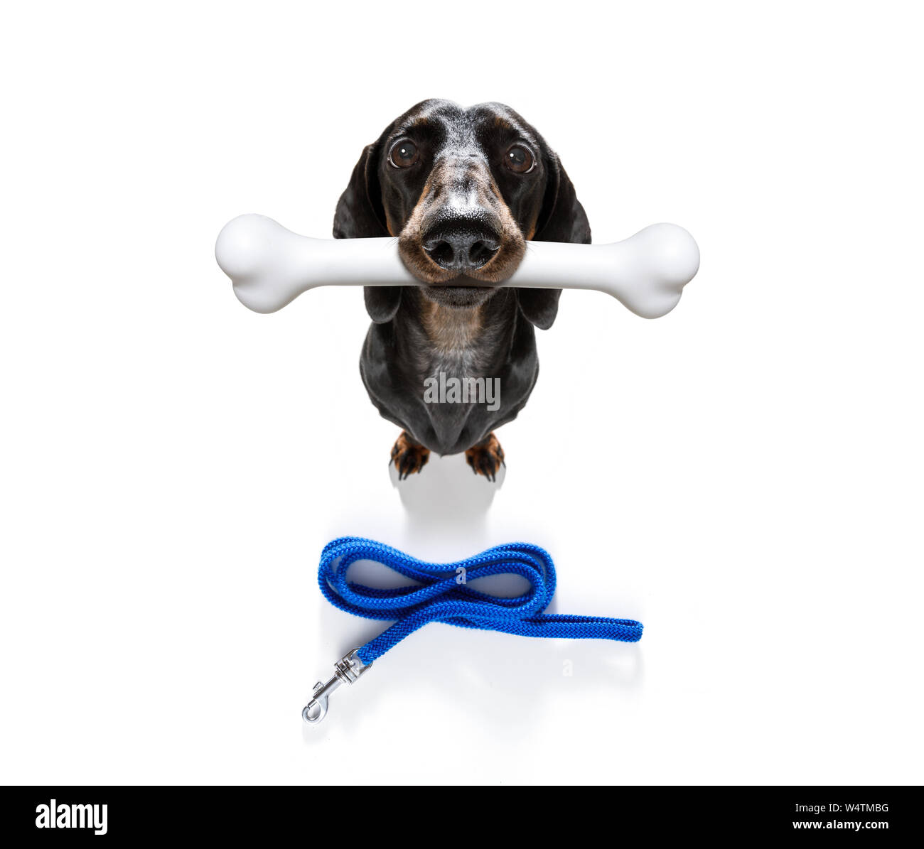 Teckel saucisse faim chien avec un gros blanc os en attente de propriétaire à la promenade avec une laisse Banque D'Images