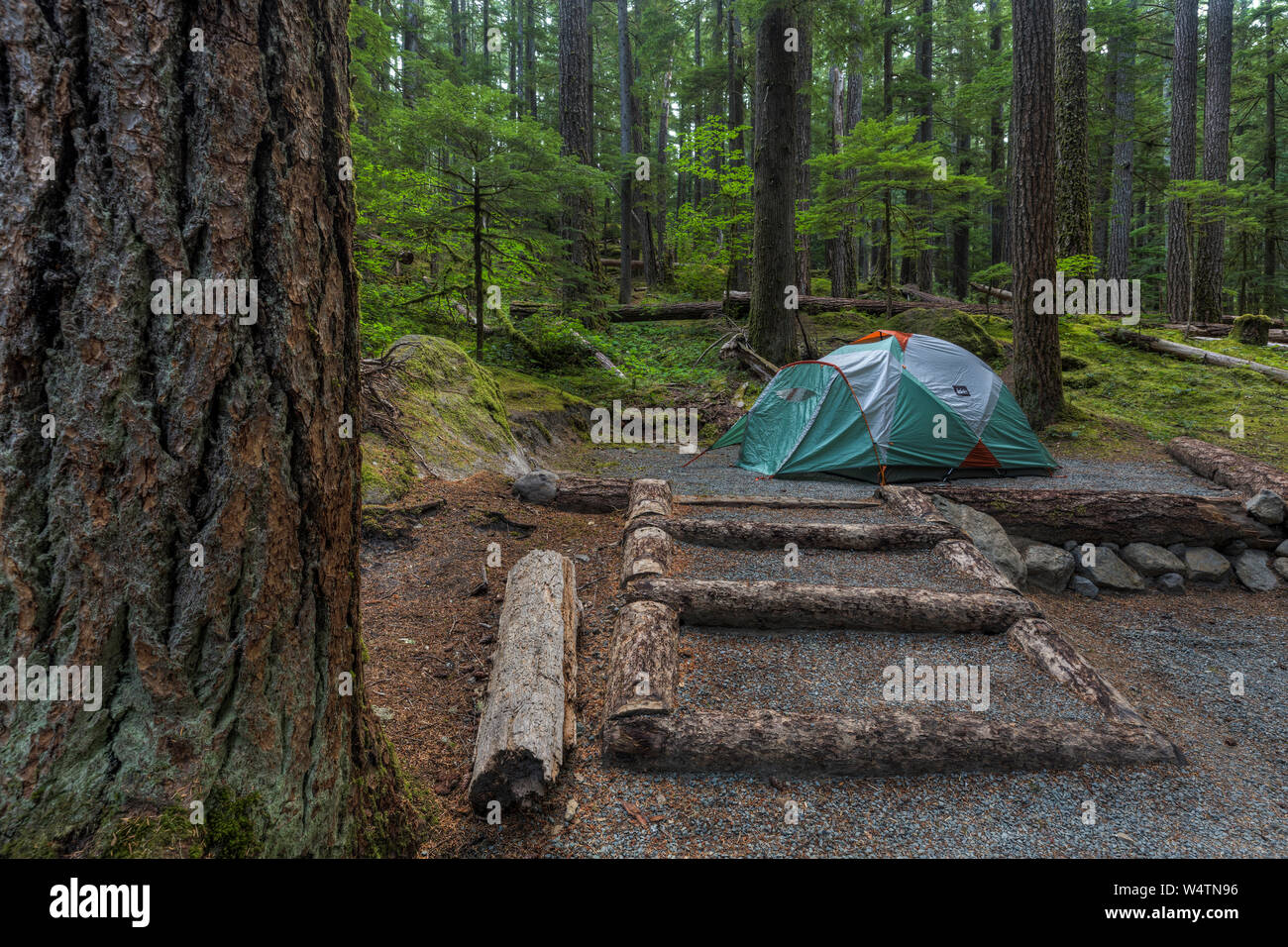 Camping Ohanapecosh situé dans une forêt luxuriante dans la région de Mount Rainier National Park. Banque D'Images