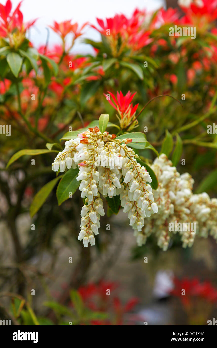 Les grappes de fleurs blanches et de nouvelles pousses rouge croissance des  jeunes feuilles de Pieris japonica 'Forest Flame' arbuste à fleurs Photo  Stock - Alamy