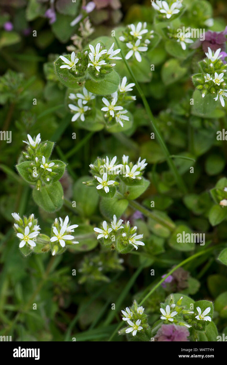 Souris commune ou de l'oreille oreille de souris, le mouron des oiseaux (Cerastium fontanum) floraison dans les pâturages, Berkshire, Avril Banque D'Images