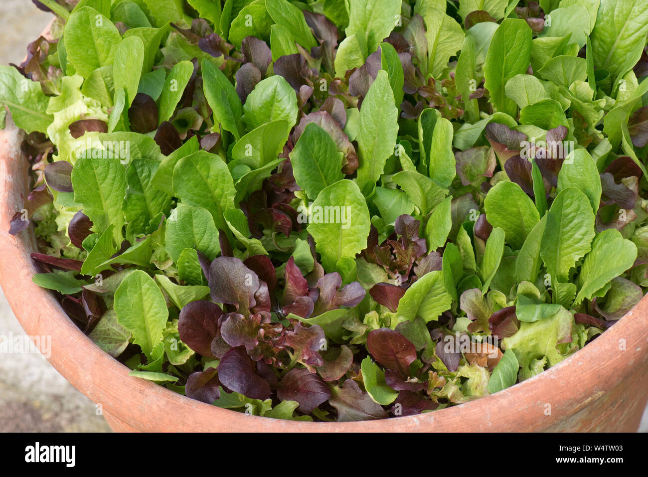 Le rouge et le vert laitue cultivée dans un récipient en terre cuite pour fournir cut et reviens bébé feuilles de laitue en salade Banque D'Images