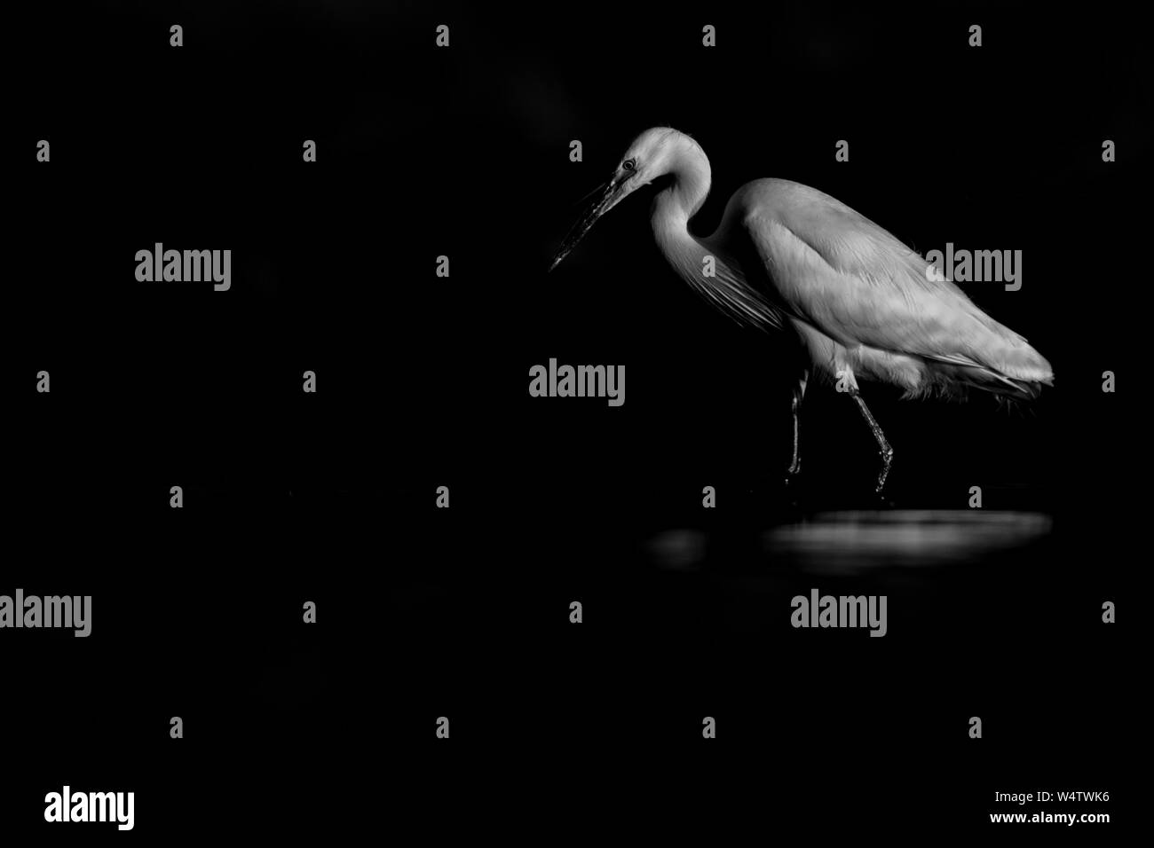 Aigrette garzette (Egretta garzetta), un magnifique oiseau de l'eau la capture de poissons à l'embouchure de la rivière au petit matin, Istrie, Croatie Banque D'Images
