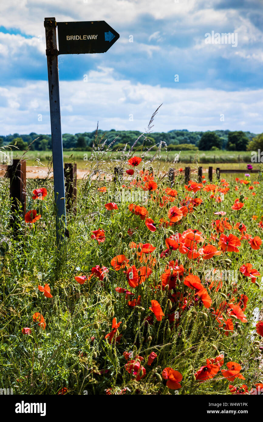 Coquelicot (Papaver rhoeas rétroéclairé) et un signe Bridleway en été la campagne. Banque D'Images
