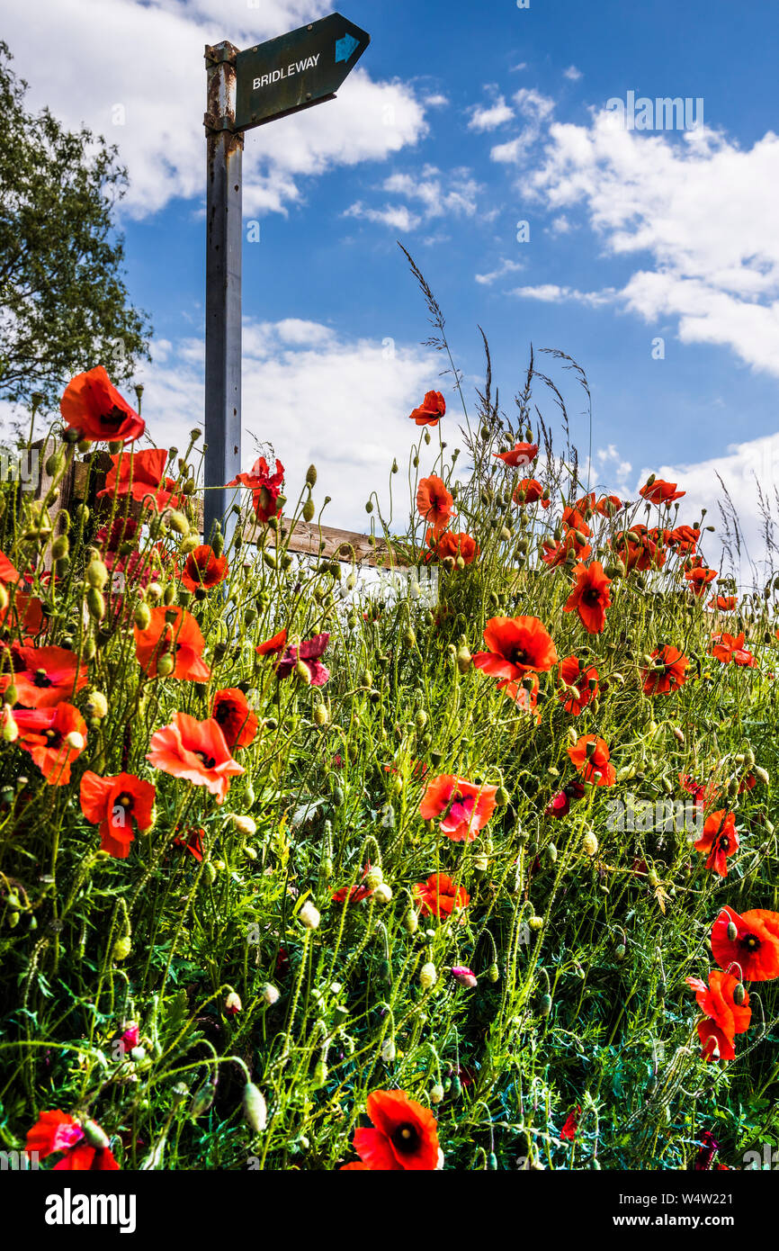 Coquelicot (Papaver rhoeas rétroéclairé) et un signe Bridleway en été la campagne. Banque D'Images