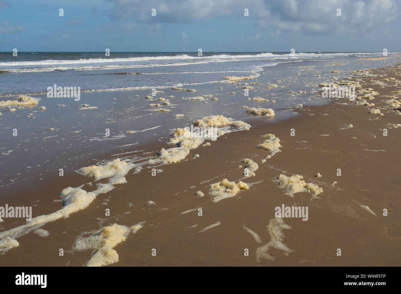 Phaeocystis, clade des algues, le long de la mer du Nord sur la plage Banque D'Images