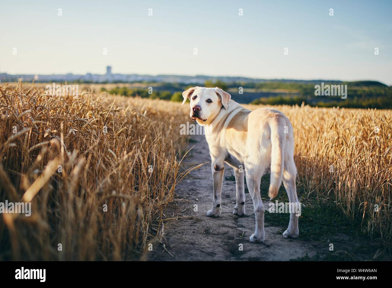 Chien en chaleur journée d'été. Labrador retriever marche sur chemin en champ de blé. Banque D'Images