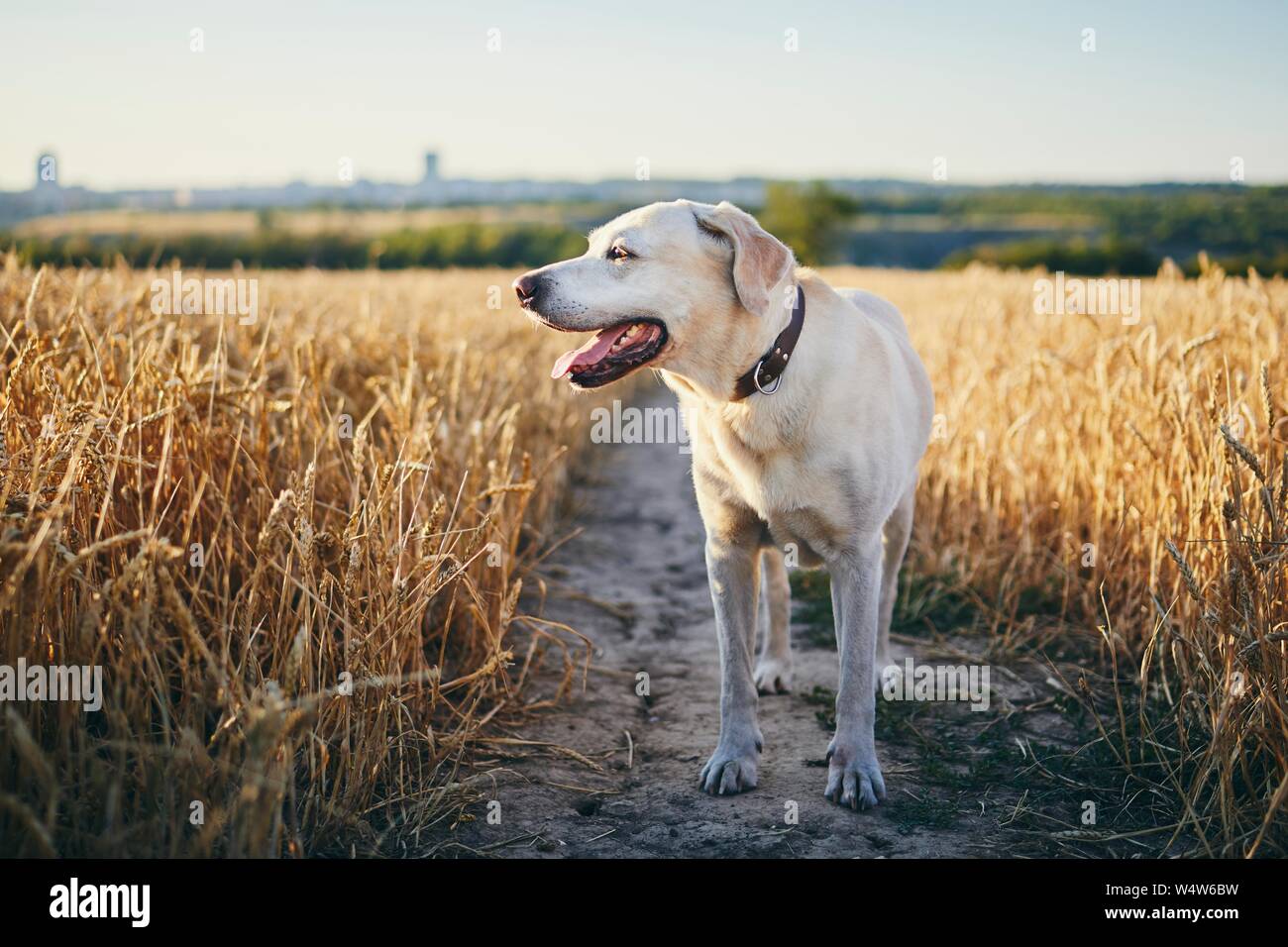 Chien en chaleur journée d'été. Labrador retriever marche sur chemin en champ de blé. Banque D'Images