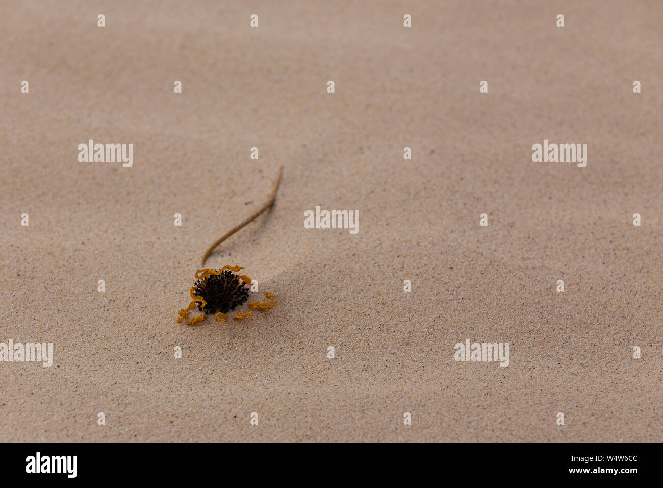 Une fleur de tournesol est enterré dans le sable. Banque D'Images