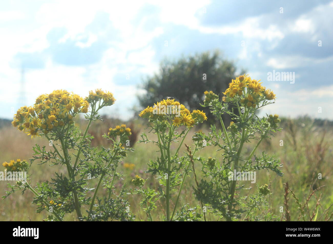 Fleurs jaune vif en face de bleu, ciel nuageux sur un meadows Banque D'Images