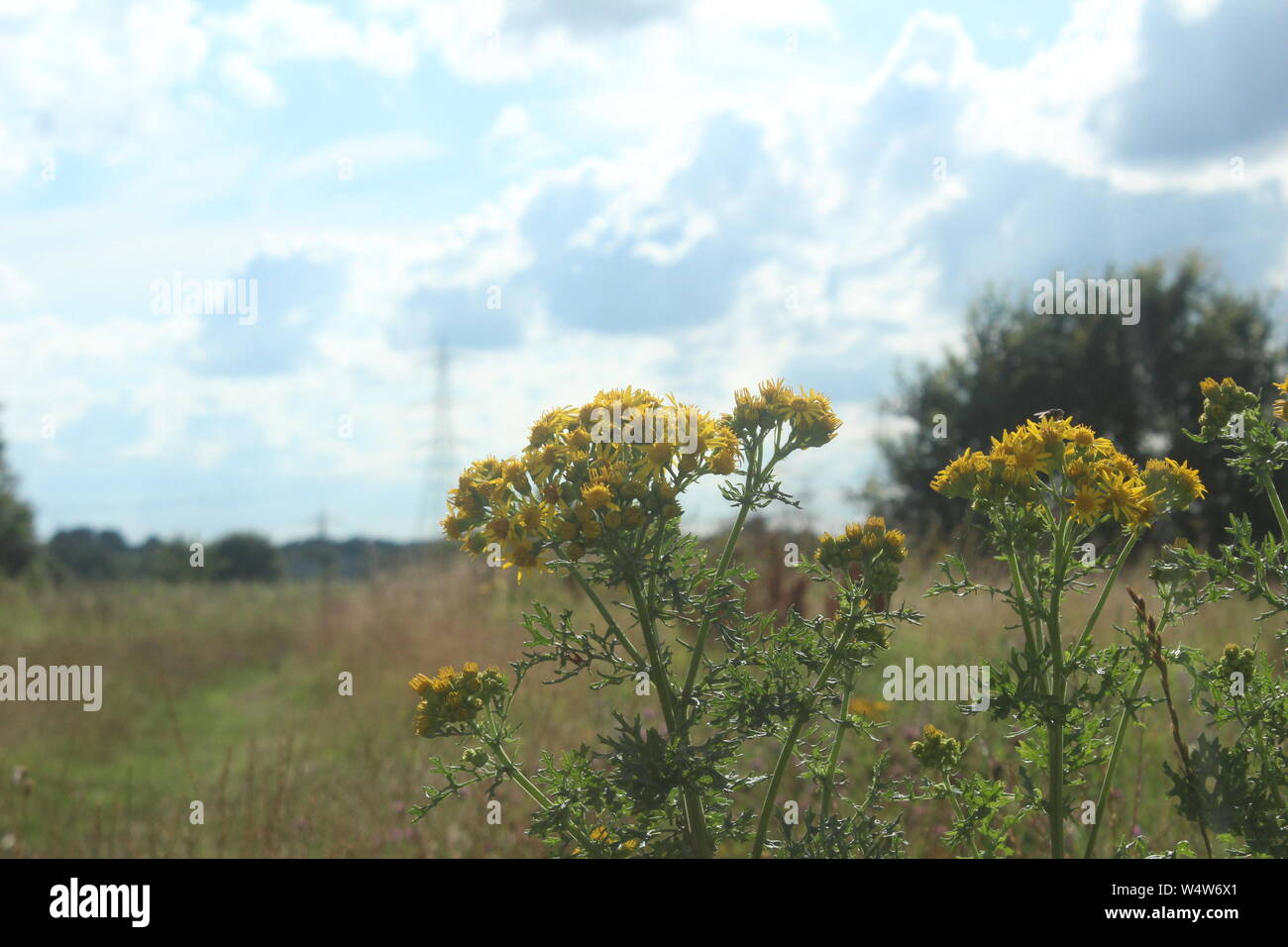 Fleurs jaune vif en face de bleu, ciel nuageux sur un meadows Banque D'Images