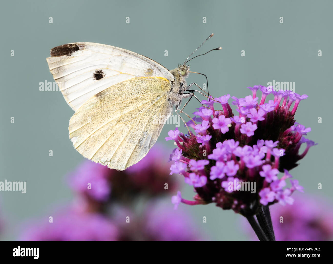 Vue latérale d'un grand papillon blanc (Pieris brassicae) montrant son proboscis comme il sonde profondément dans une fleur de verveine Banque D'Images