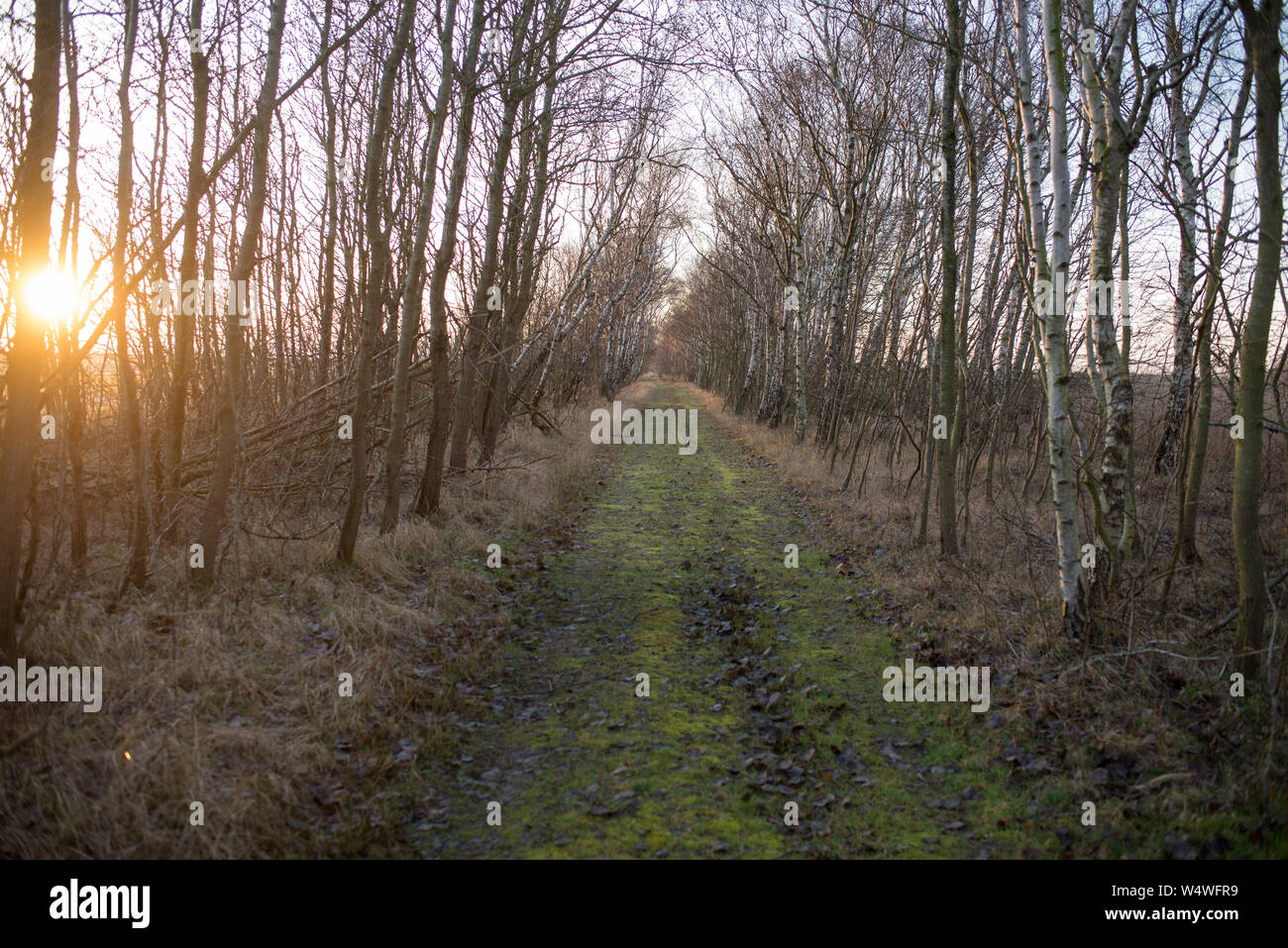 Coucher du soleil dans le sud du Danemark à l'hiver avec vieux sentier à travers bois Banque D'Images