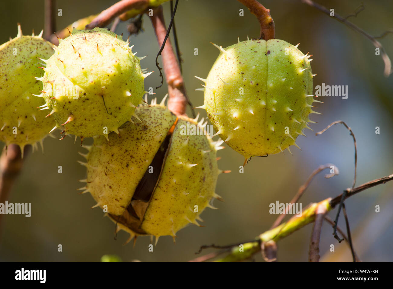 Horse-chestnut, Aesculus hippocastanum en automne avec la moitié des fruits ouvert Banque D'Images