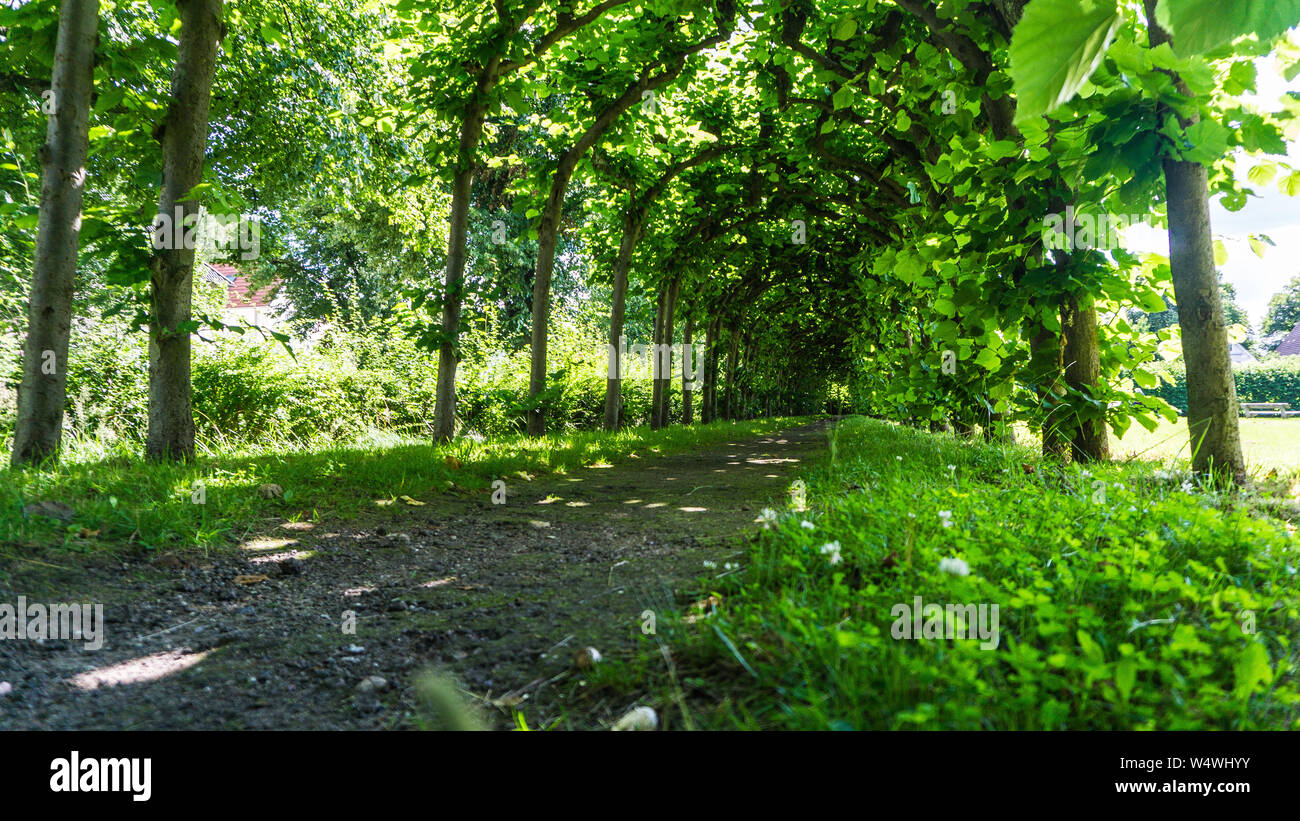 Dans les usines de Juniper park Banque D'Images