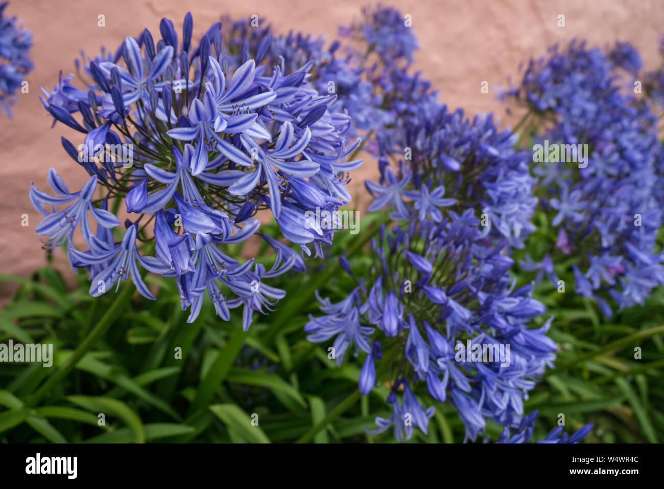 Agapanthus Blue par un mur Cottage Banque D'Images