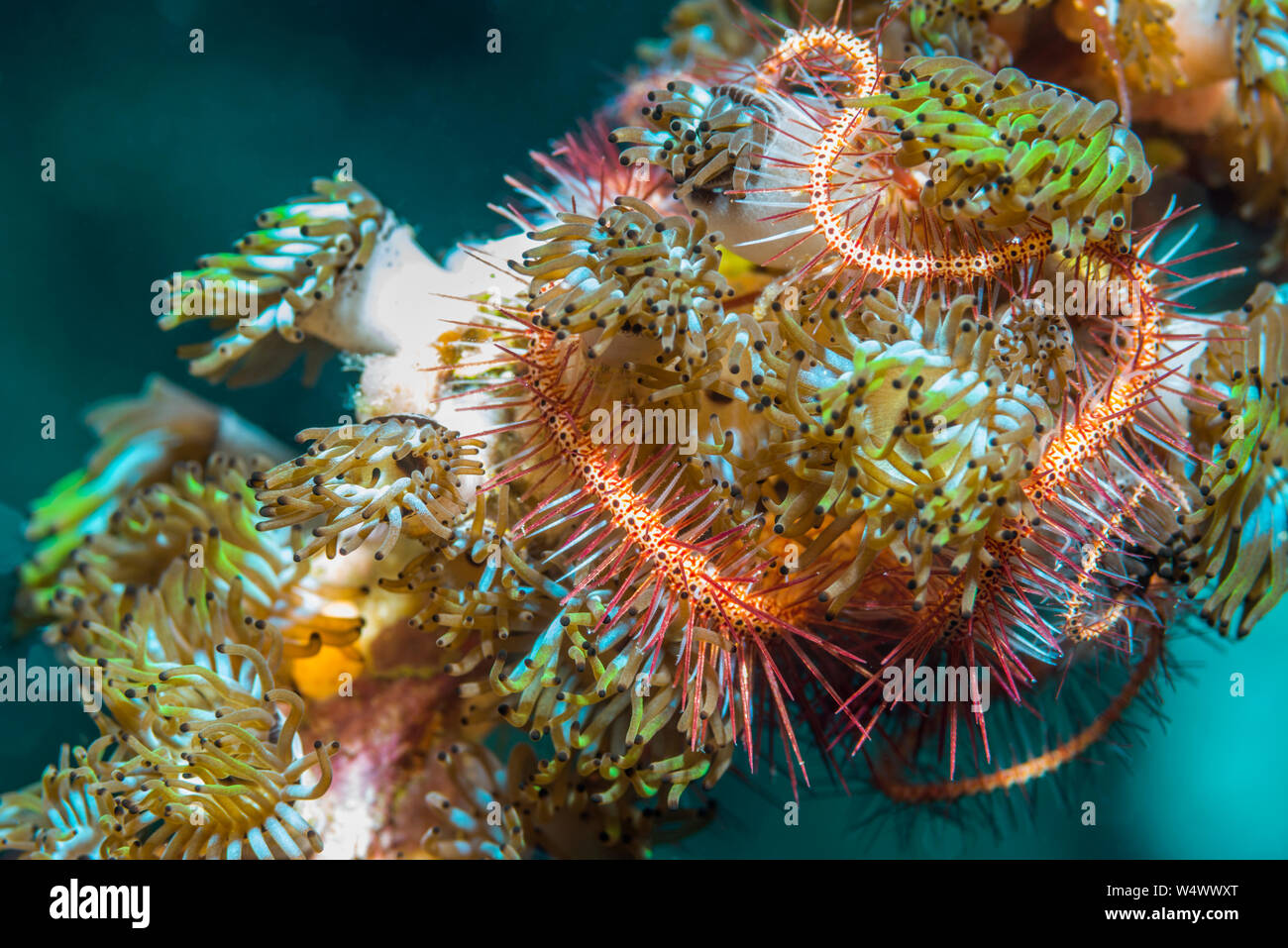 Le rouge sombre étoile fragile Ophiothrix purpurea] et [anémones coloniales [Amphianthus nitidus]. Nord de Sulawesi, en Indonésie. Banque D'Images