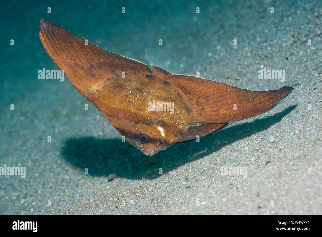 Circulaire juvénile platax Platax orbicularis []. Détroit de Lembeh, au nord de Sulawesi, Indonésie. Banque D'Images