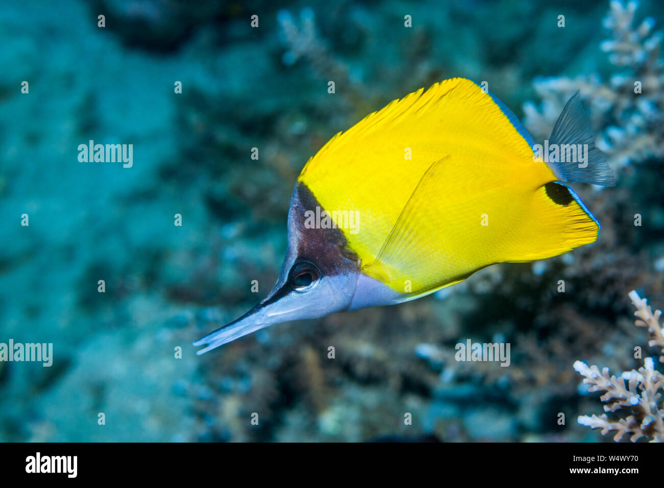 Papillons bec long ou de pinces poisson [Forcipiger flavissimus]. Nord de Sulawesi, en Indonésie. Banque D'Images