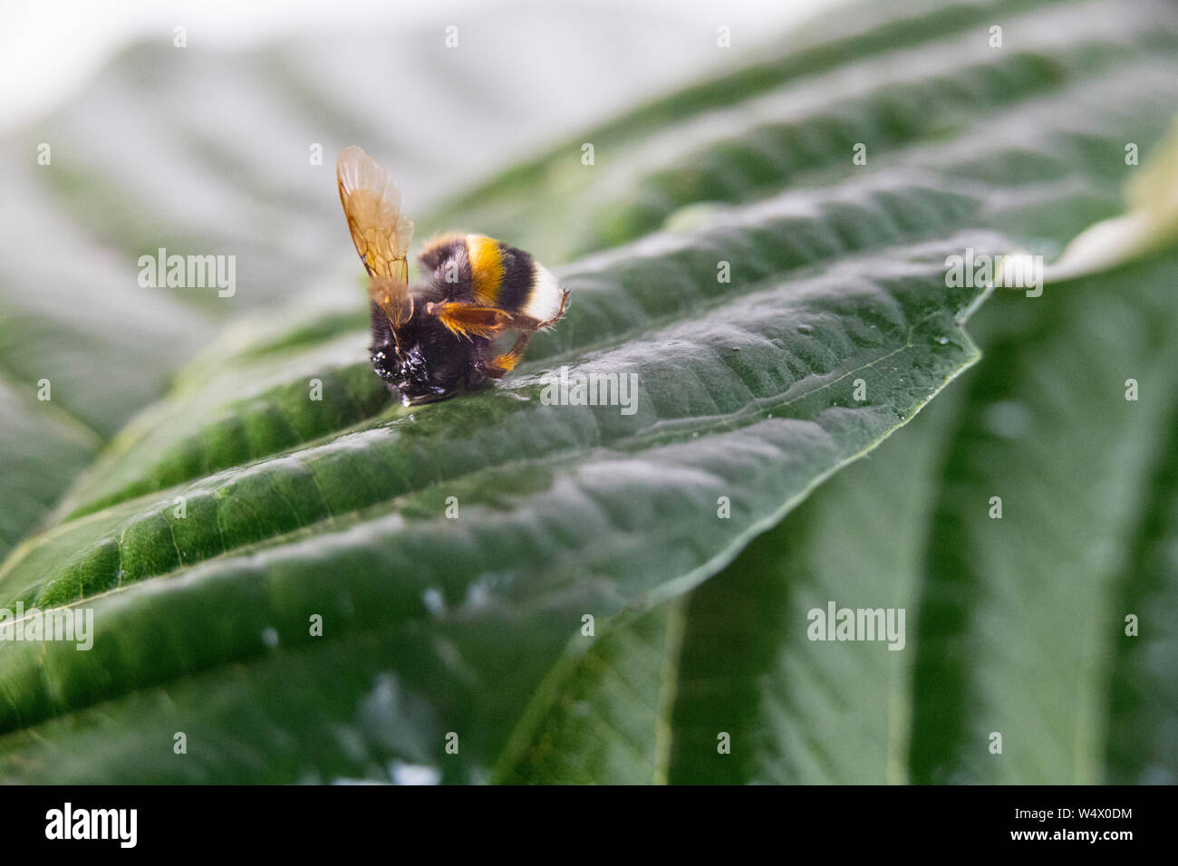 Concept d'alerte de la nature : un bourdon (Bombus) mort dans selective focus sur une feuille verte Banque D'Images