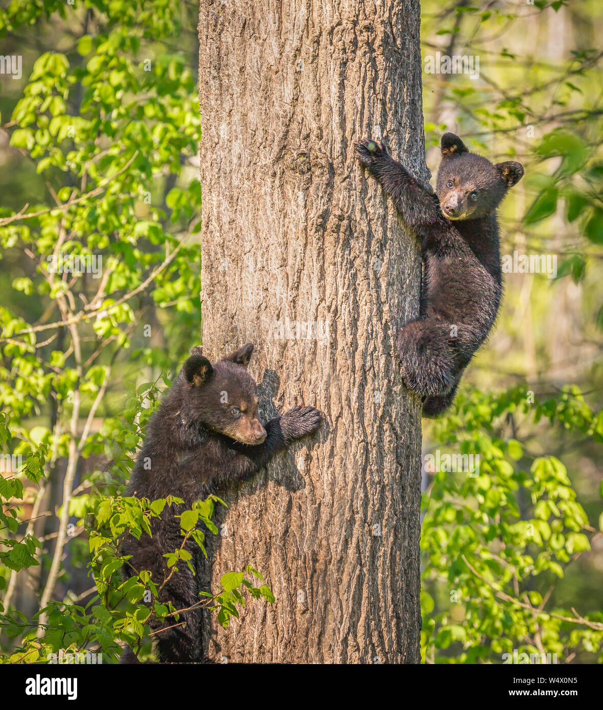 Paire de trois mois d'ours noir oursons arbre d'escalade Banque D'Images