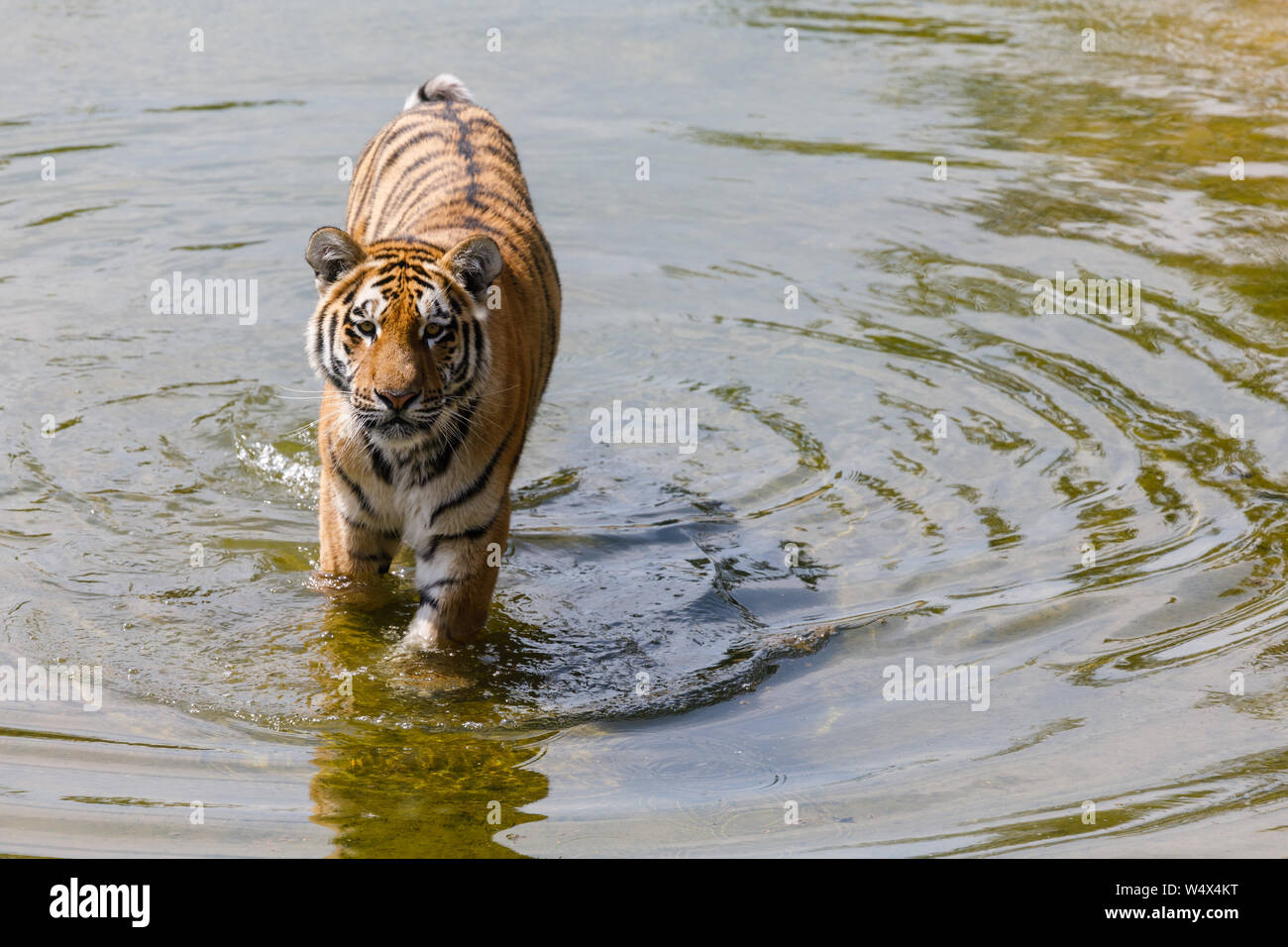 ZSL zoo de Whipsnade, Bedfordshire. 25 juillet 2019. Royaume-uni : Les animaux Météo barboter dans l'eau pour refroidir à ZSL Whipsnade Zoo.la canicule, avec des températures allant jusqu'à 39 degrés ont été enregistrées à travers le Royaume-Uni. 13 mois Amur Tiger Cub, Makari, refroidi dans l'étang de Tiger Falls, ZSL zoo de Whipsnade, UK Crédit : Chris Aubrey/Alamy Live News Banque D'Images