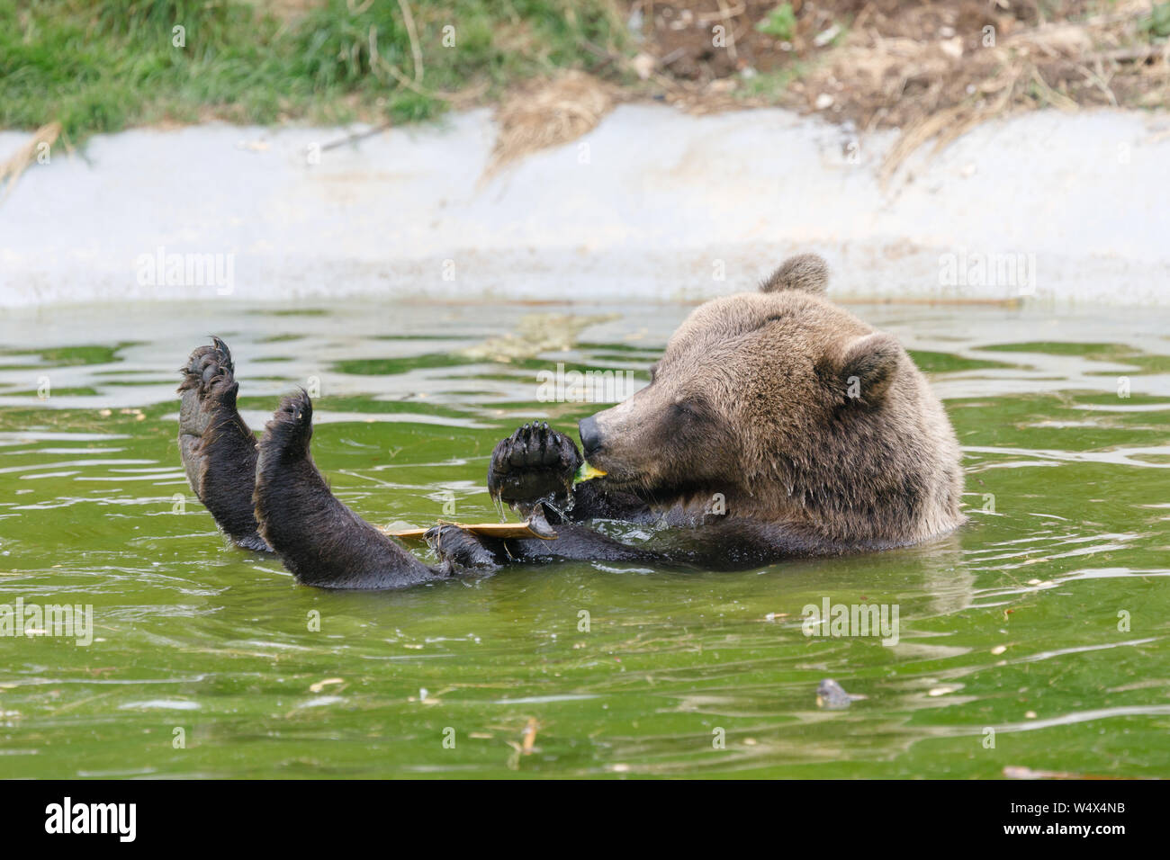 ZSL zoo de Whipsnade, Bedfordshire. 25 juillet 2019. Royaume-uni : Les animaux Météo barboter dans l'eau pour refroidir à ZSL Whipsnade Zoo.la canicule, avec des températures allant jusqu'à 39 degrés ont été enregistrées à travers le Royaume-Uni. Ours brun européen cools off dans l'étang au ZSL zoo de Whipsnade, UK Crédit : Chris Aubrey/Alamy Live News Banque D'Images