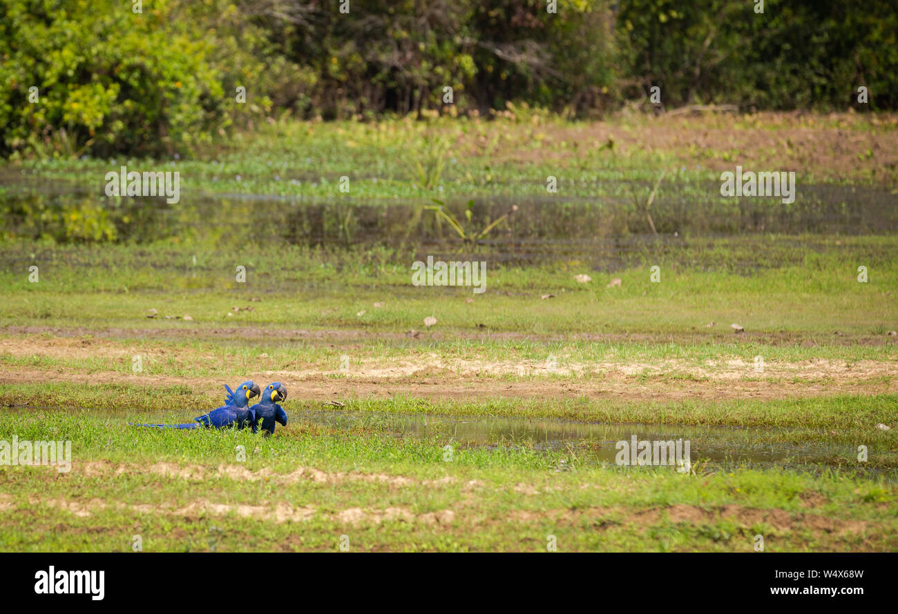 Très rare endémique Hyacintnth Andodorhynchus / perroquets aras leari, dans l'environnement naturel des zones humides du Pantanal Brésilien Banque D'Images