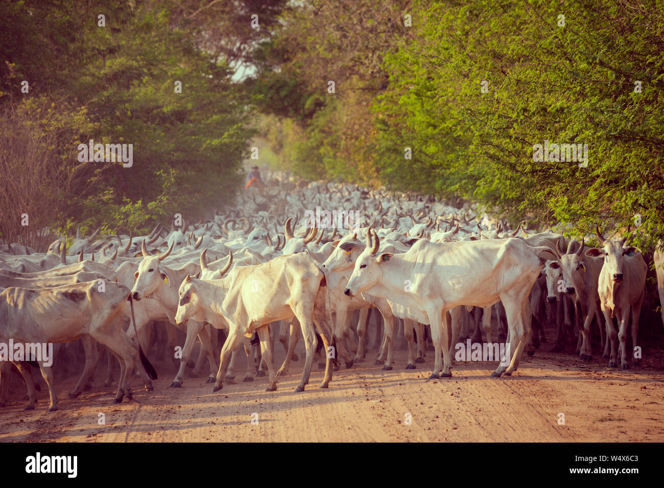 Gaucho sont en cours d'exécution sur le bétail off-roads brésilien Banque D'Images