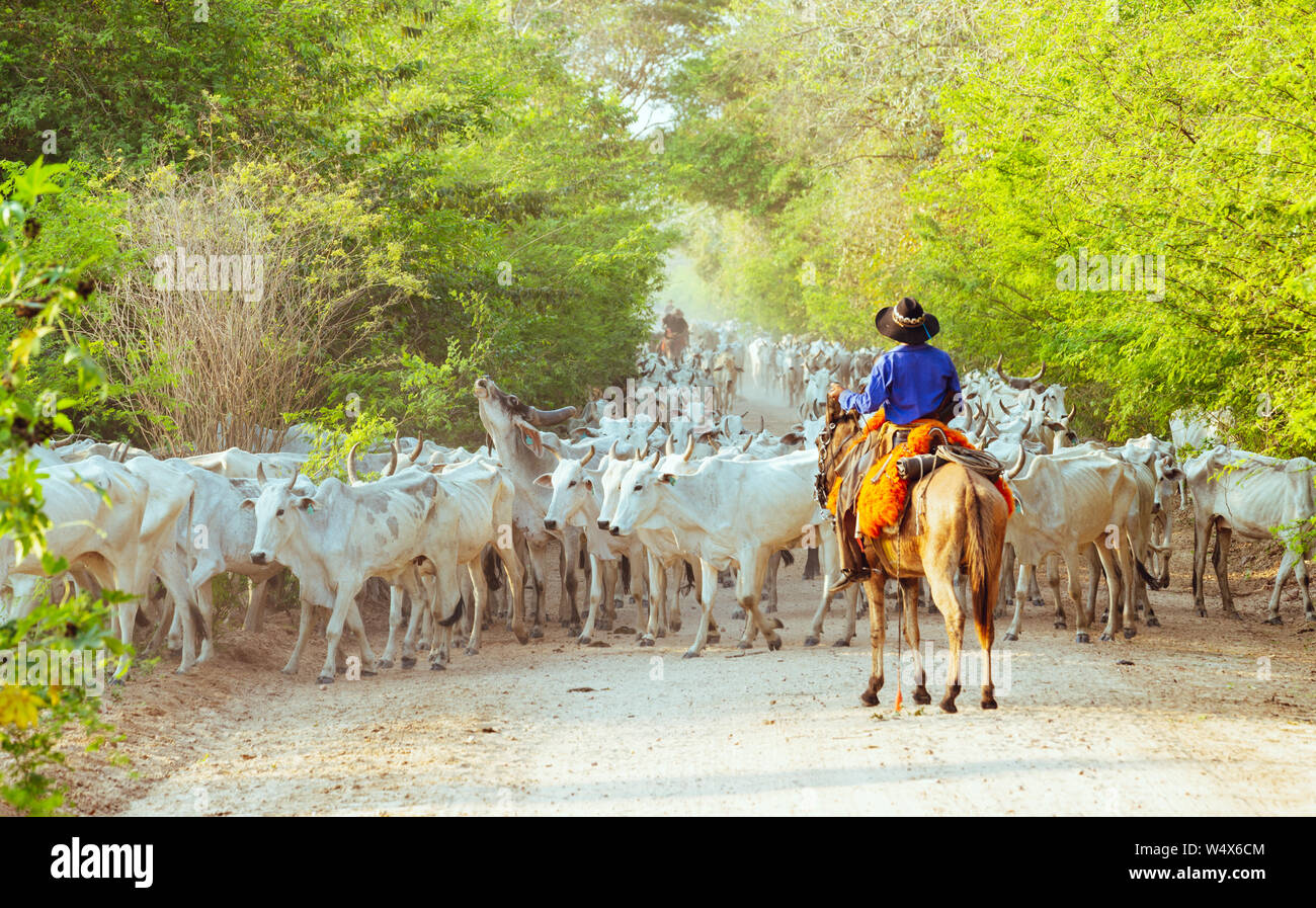 Gaucho sont en cours d'exécution sur le bétail off-roads brésilien Banque D'Images