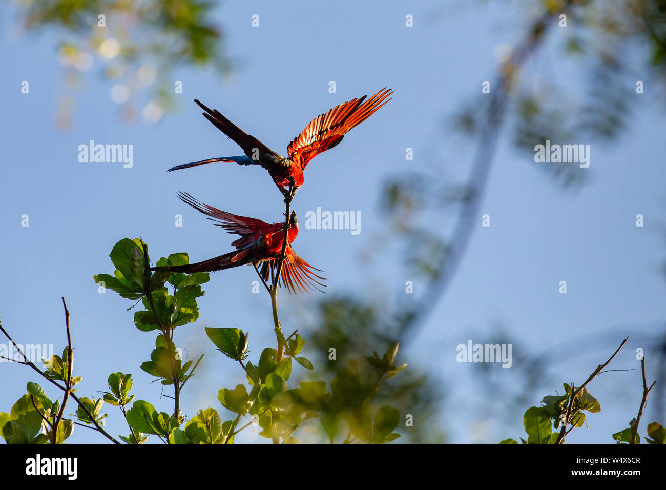 Paire rare Ara vert et rouge perroquets plaing dans l'air. L'environnement naturel des zones humides du Pantanal Brésilien Banque D'Images