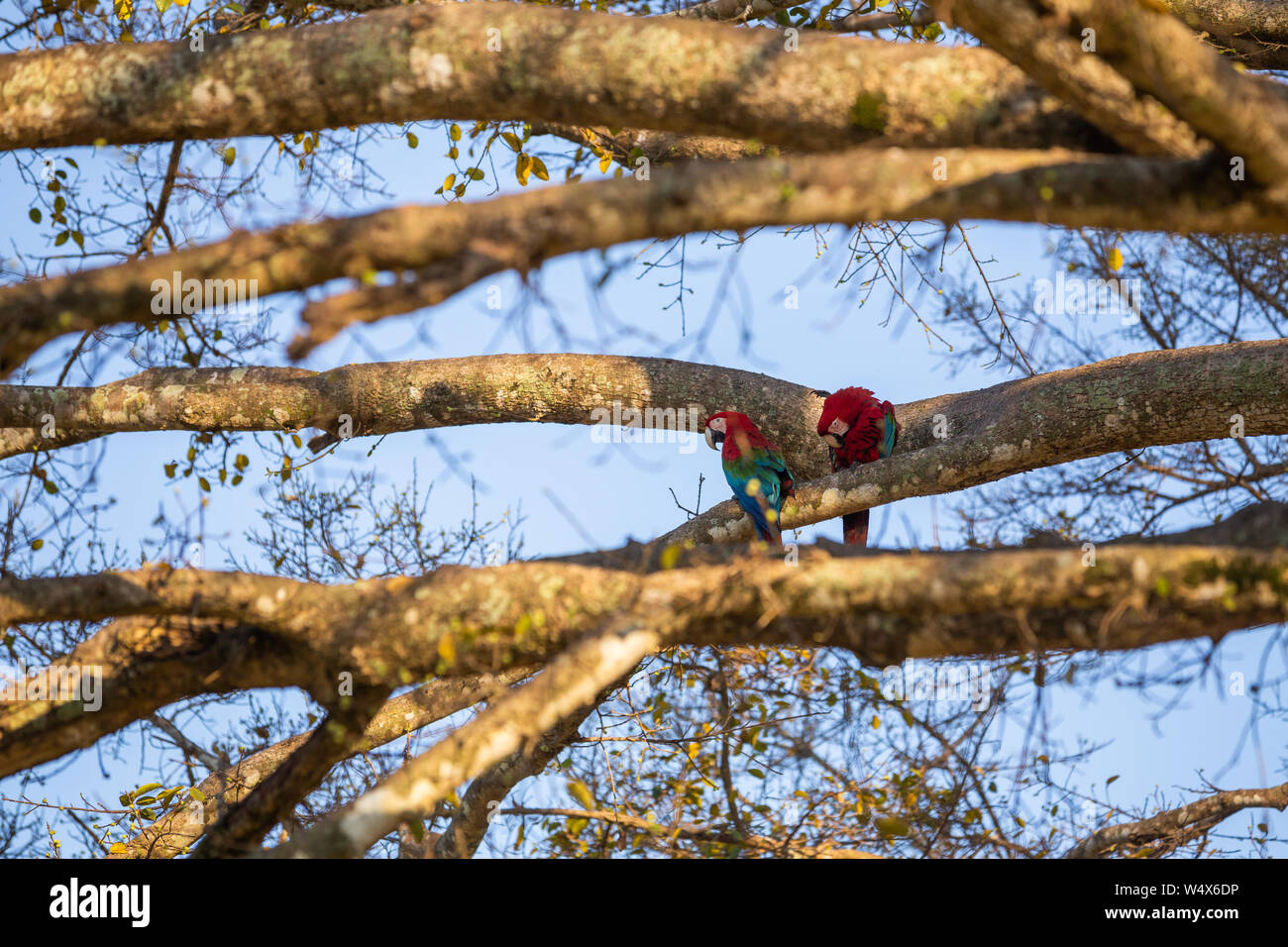 Paire rare Ara vert et rouge perroquets sur la branche dans l'environnement naturel des zones humides du Pantanal Brésilien Banque D'Images