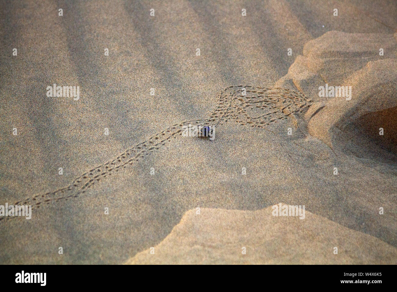 Les coléoptères (scarabées noir darkling, Blaps gigas) errent dans les sables du grand désert indien (Thar), chaîne de quitter les pistes ; ils recueillent de l'eau matin air brut Banque D'Images