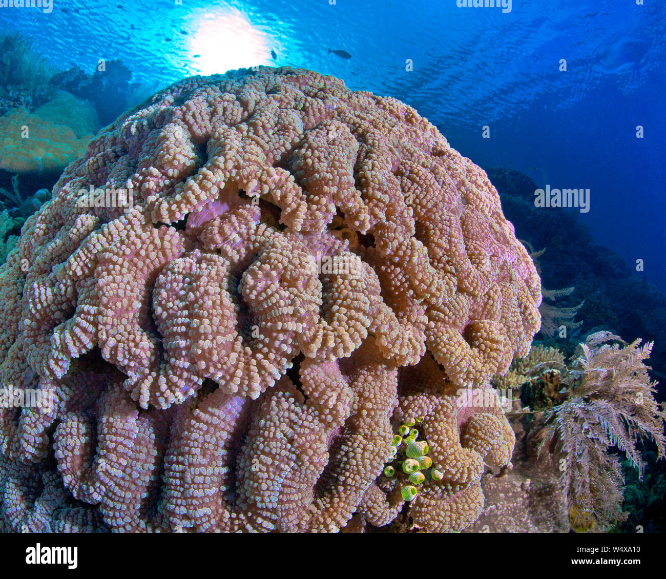 Mise au point proche grand angle de vue de lobophyllia colorés sur un récif de corail cerveau dans l'île de Bunaken, en Indonésie. Banque D'Images