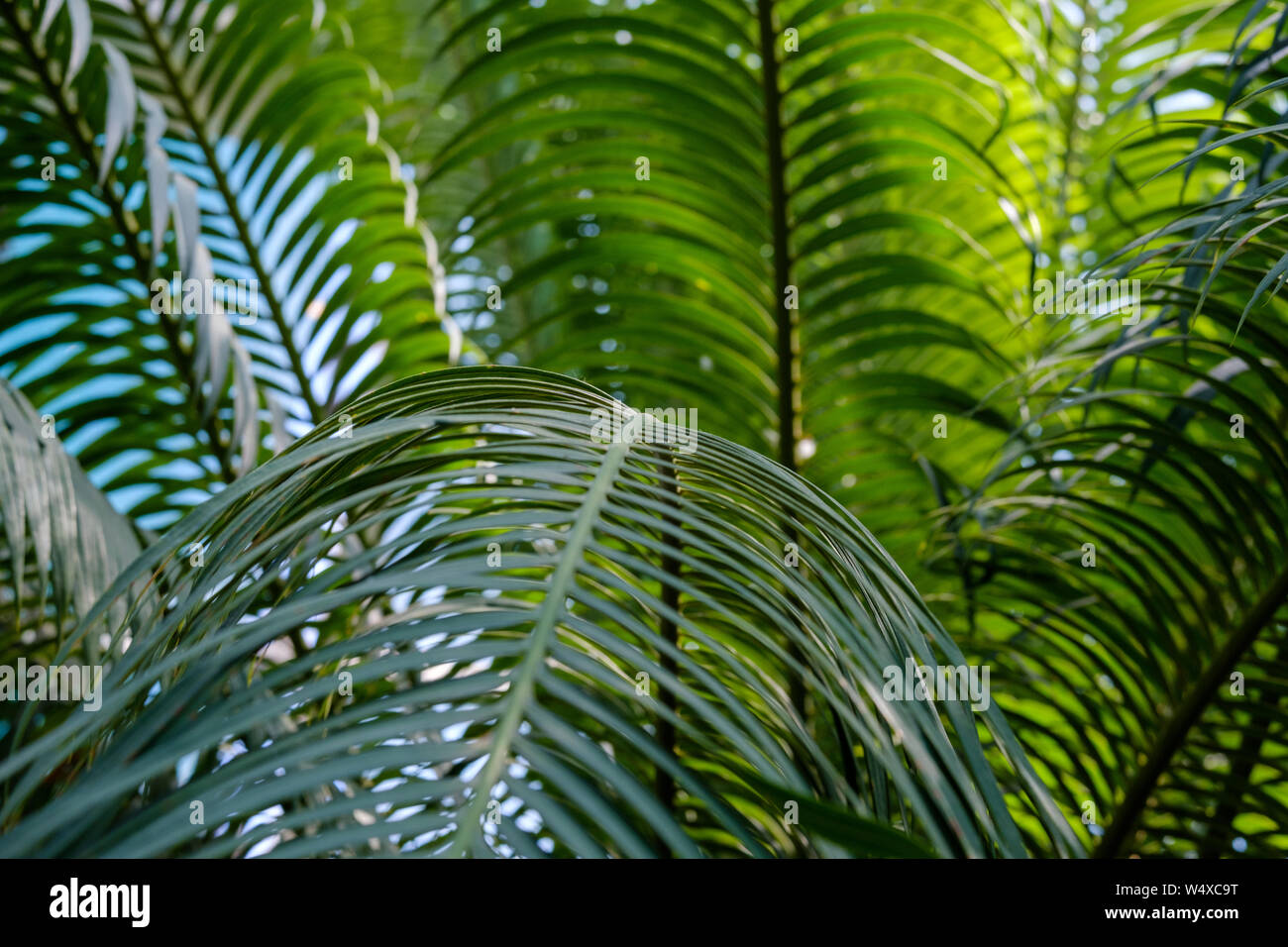 Les feuilles vertes de Cycas revoluta, la texture et l'arrière-plan Banque D'Images