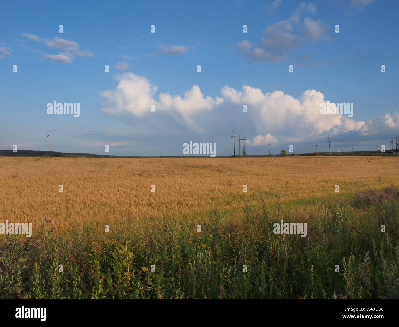 Paysage rural en été. Les champs, Ciel, nuages. Paysage. Banque D'Images