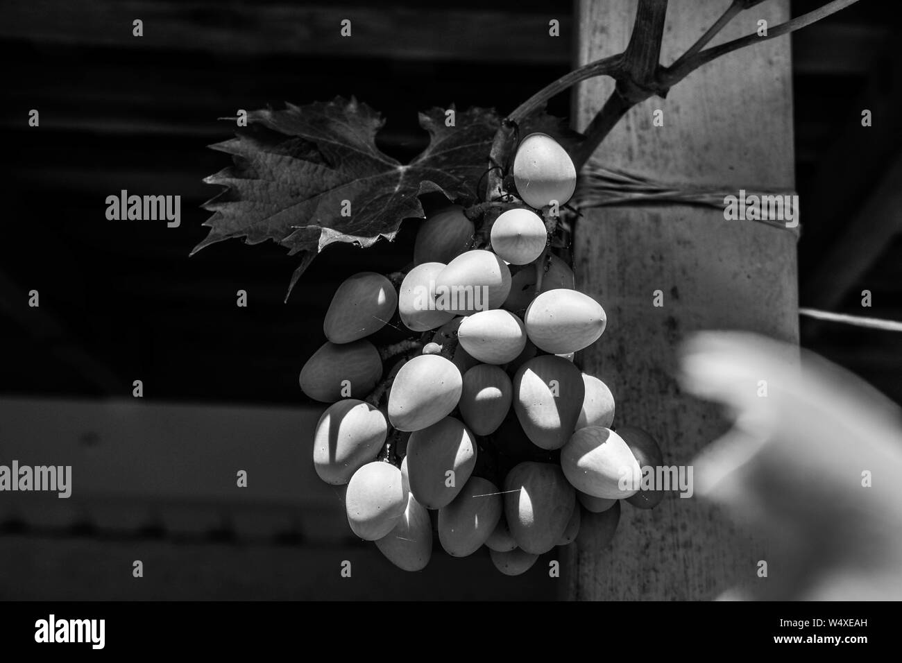 Raisin blanc accroché à un buisson dans une belle journée ensoleillée. Photo en noir et blanc. Banque D'Images