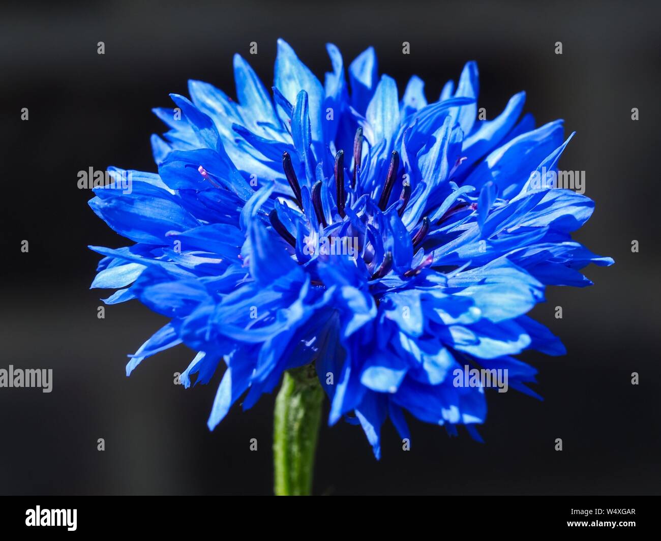 Photo Gros plan d'un beau bleu bleuet (Centaurea cyanus) dans un jardin avec un fond sombre Banque D'Images