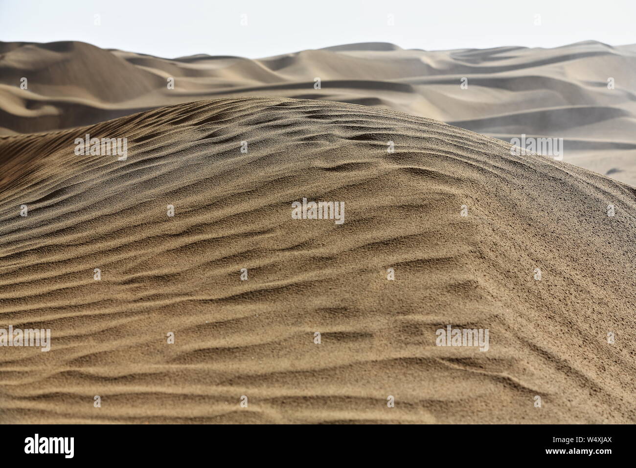 Lumière matinale sur les dunes changeantes en forme de barchanes-croissant. Désert De Taklamakan-Xinjiang-Chine-0378 Banque D'Images