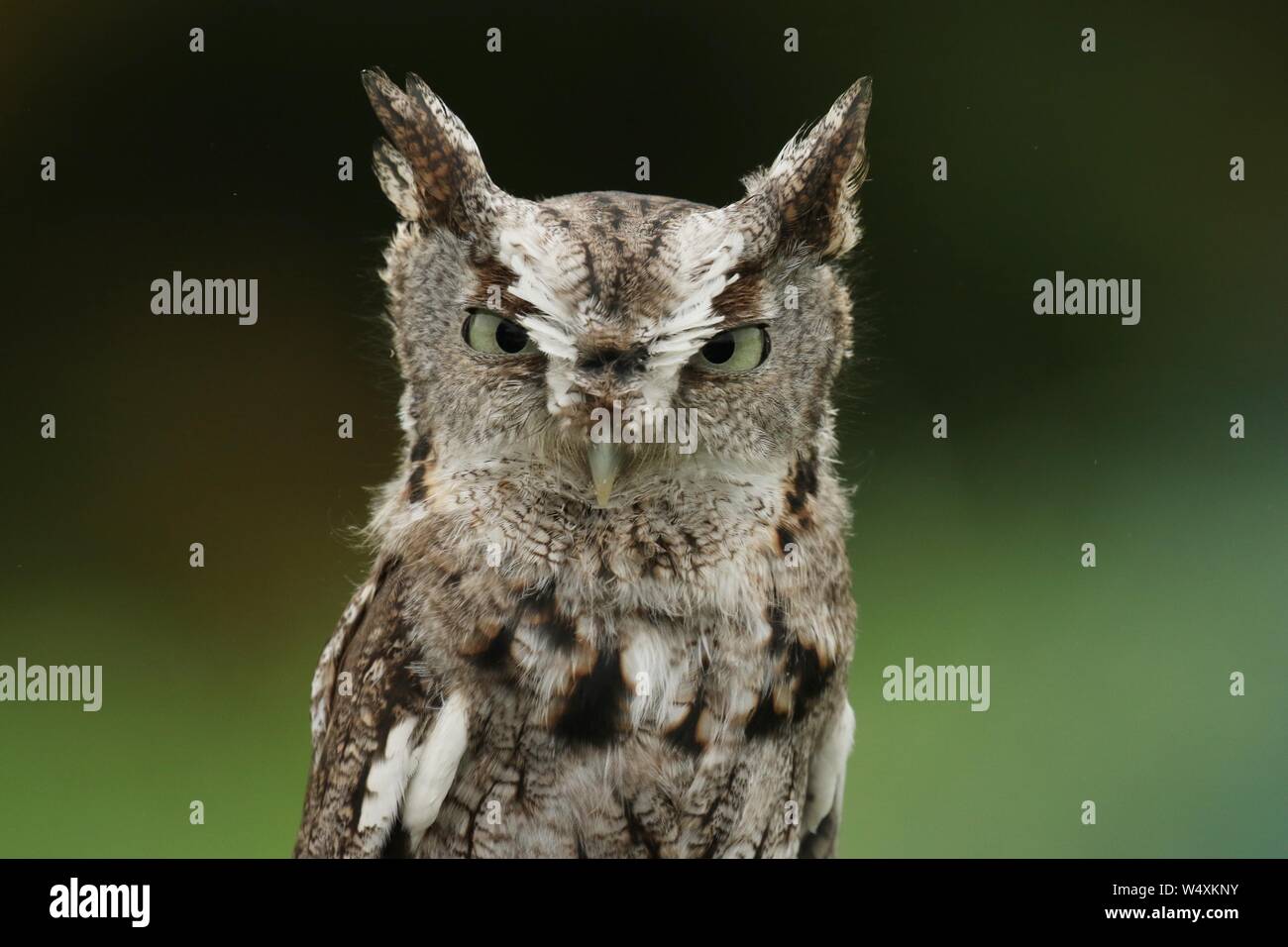 Petit-duc maculé Banque D'Images