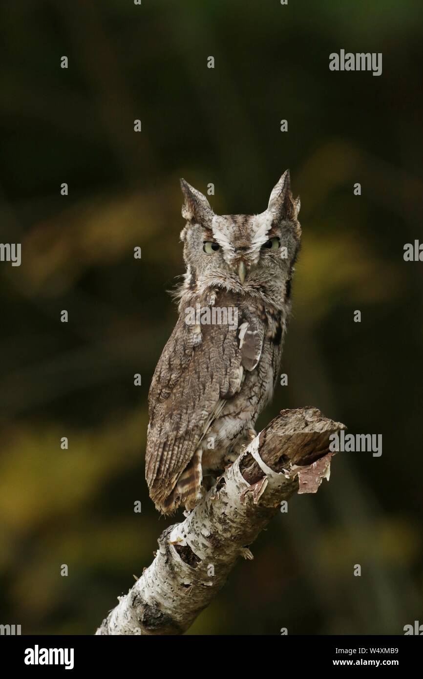 Petit-duc maculé Banque D'Images