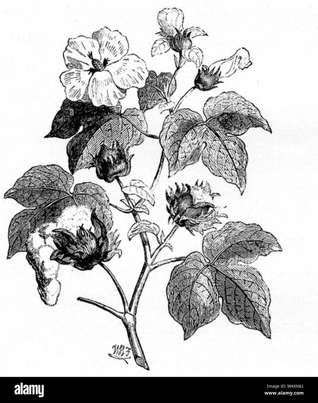 Dessin de l'usine de coton. Banque D'Images