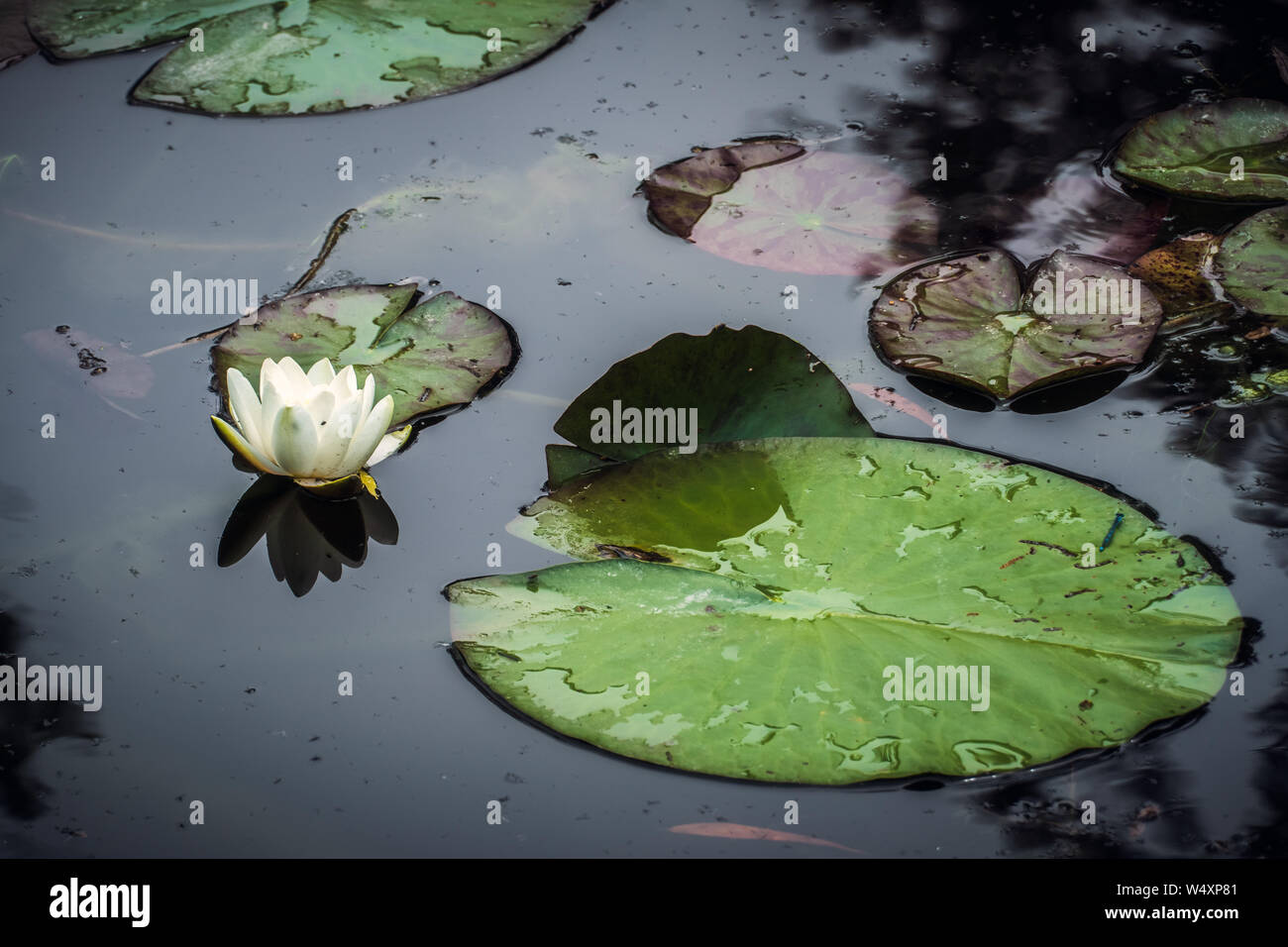 L'eau blanche fleur nénuphar ou nenuphar ou avec les feuilles de nénuphar. Nymphaea alba. Jardin de Claude Monet, Giverny, France. Banque D'Images